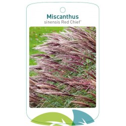 Miscanthus sinensis 'Red...