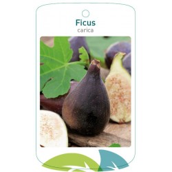 Ficus carica FMTLL1337