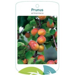 Prunus armeniaca Morela...
