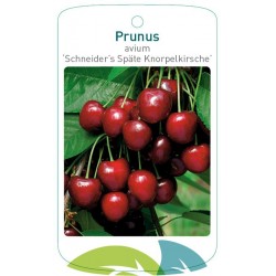 Prunus avium 'Schneider's...