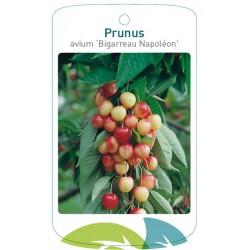 Prunus avium 'Bigarreau...