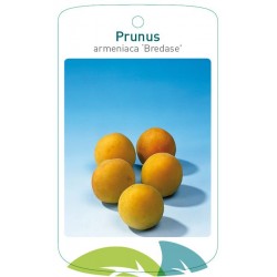 Prunus armeniaca 'Bredase'...