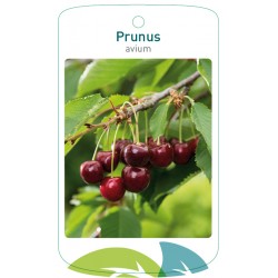 Prunus avium FMTLL3178