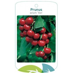 Prunus avium 'Van' FMTLL0833