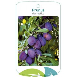 Prunus domestica blue...