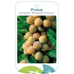 Prunus domestica 'Mirabelle...