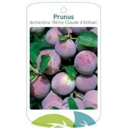 Prunus domestica 'Reine...