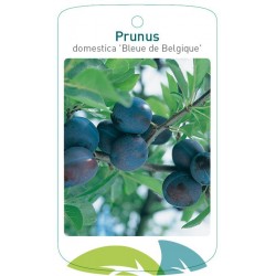 Prunus domestica 'Bleue de...