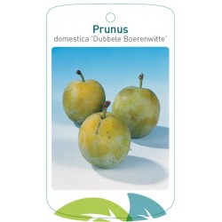 Prunus domestica 'Dubbele...