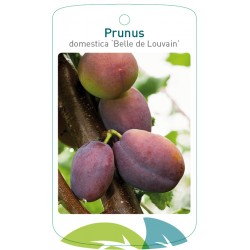 Prunus domestica 'Belle de...