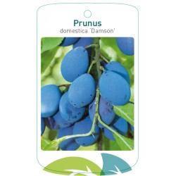 Prunus domestica 'Damson'...