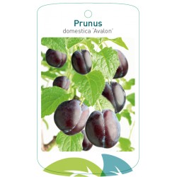 Prunus domestica 'Avalon'...