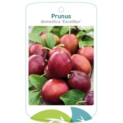 Prunus domestica...