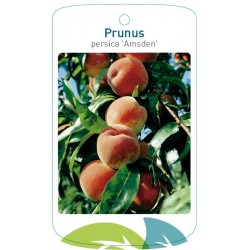 Prunus persica 'Amsden'...