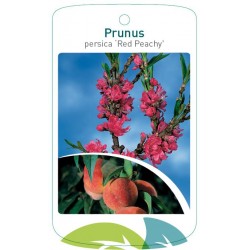 Prunus persica 'Red Peachy'...