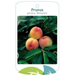 Prunus persica 'Bonanza'...