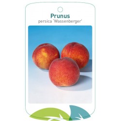 Prunus persica...