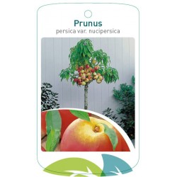 Prunus persica var....