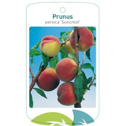 Prunus persica 'Suncrest'...