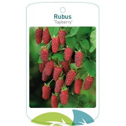 Rubus 'Tayberry' FMTLL1671