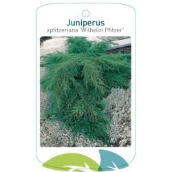 Juniperus x pfitzeriana...