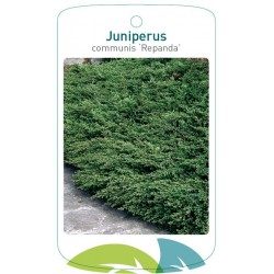Juniperus communis...