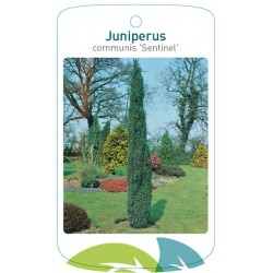 Juniperus communis...