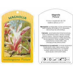 Magnolia soulangeana...