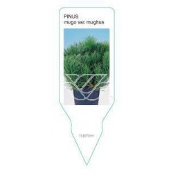 Pinus mugo var. mughus...