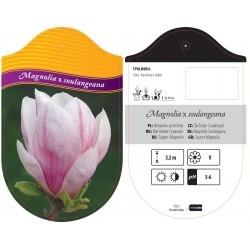 Magnolia soulangeana FPGLN0014