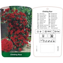 Róża pnąca czerwona FPGLLN005
