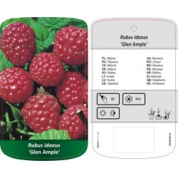 Rubus idaeus 'Glen Ample'...