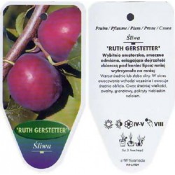 Prunus 'Ruth Gerstetter'...
