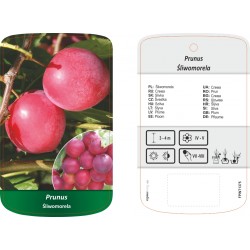Prunus Śliwomorela FPINT1375