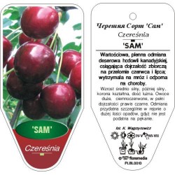 Prunus avium 'Sam'...