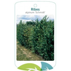 Ribes alpinum 'Schmidt'...