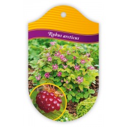 Rubus arcticus FPGLN1362