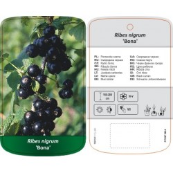 Ribes nigrum 'Bona' FPINT1864