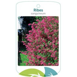 Ribes sanguineum FMTLL1226