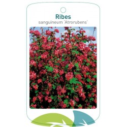 Ribes sanguineum...