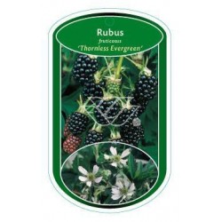 Rubus fruticosus 'Thornless...