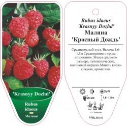 Rubus idaeus 'Krasnyy...