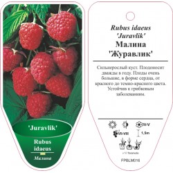 Rubus idaeus 'Juravlik'...