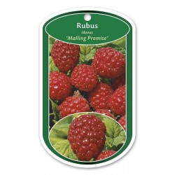 Rubus idaeus 'Malling...