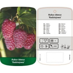 Rubus idaeus 'Radziejowa'...