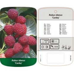 Rubus idaeus 'Canby' Malina...