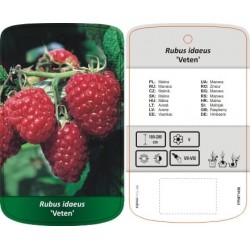 Rubus idaeus 'Veten' Malina...