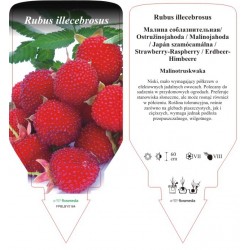 Rubus illecebrosus FPBLBY0164