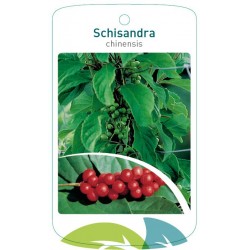 Schisandra chinensis FMTLL1340