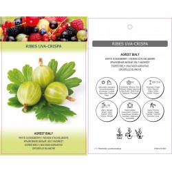 Ribes uva-crispa FP97x157Z01